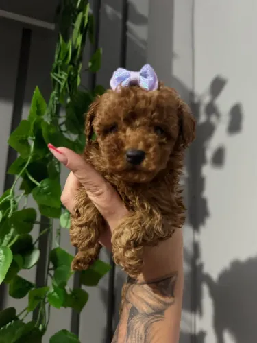 Poodle ( entrega hoje ) fêmea