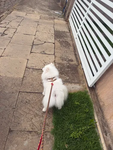 Lulu da Pomerânia para aluguel $1.000