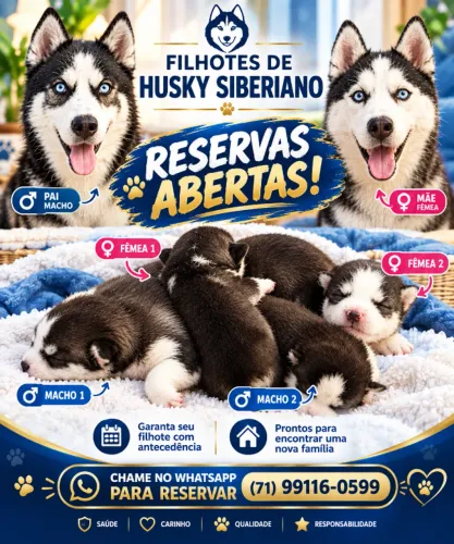 filhotes de husky siberiano