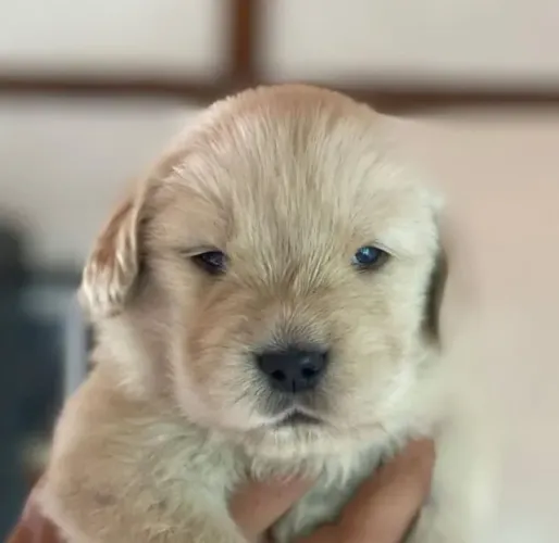 Filhotes de Golden Retriever |  Amor que vem em quatro patas.