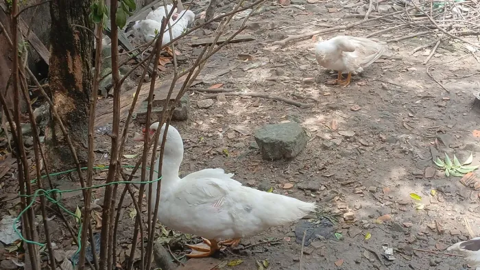 Vendo 8 Patos 