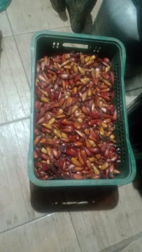 Pinhão 