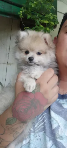 Lulu da Pomerânia