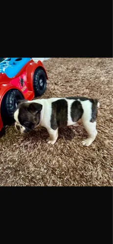 Cachorro 