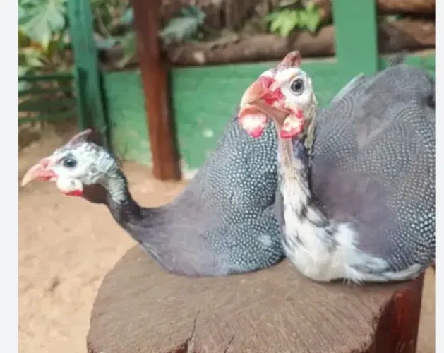 Casal de galinha de Angola