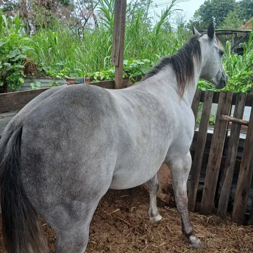 Vende-se cavalo inteiro Quarto de milha!!