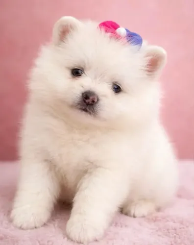 Lulu da Pomerania com pedigree