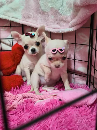 VD filhotes fêmea de chihuahua pelo curto com vacina