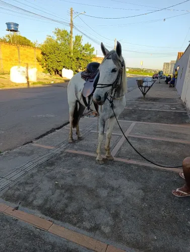 Égua 