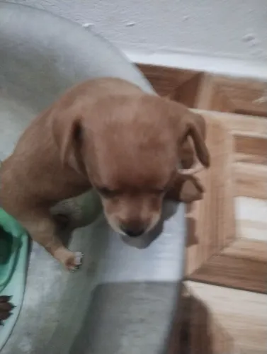 Pinscher 0
