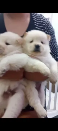 Cachorro 