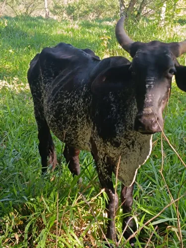 Vaca
