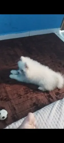 Doação de cachorro splits alemão macho