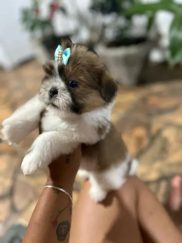 Shih Tzu Mini