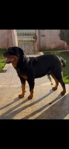 Rottweiler, puro - boa genética