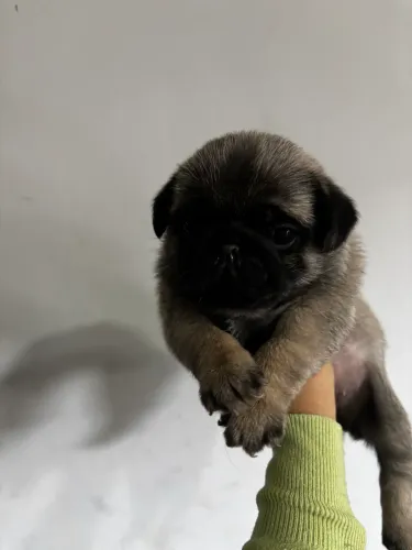 Filhotes de Pug
