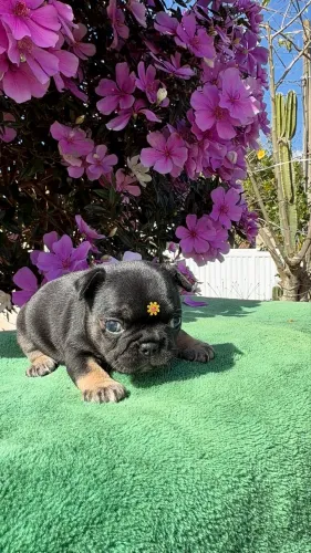 Bulldogue francês