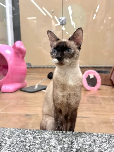 Gatinhas pra adoção 
