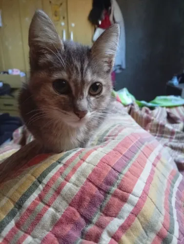 Gatinho 