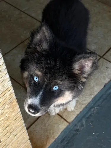 Husk siberiano