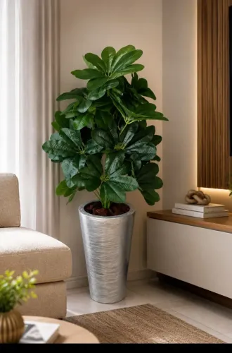 lindo vaso de Schefflera permanente