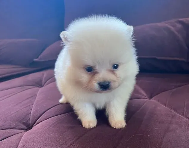 Lulu bem peludinho, também temos fêmea 
