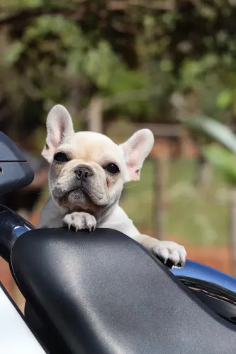Bulldog Francês NÃO EXÓTICO