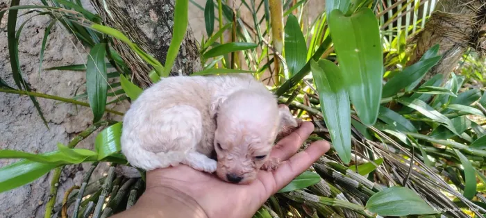 Poodle micro toy 