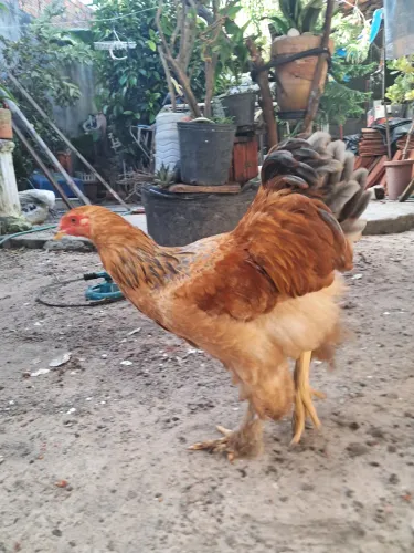 Frango/galo Brahma buff 