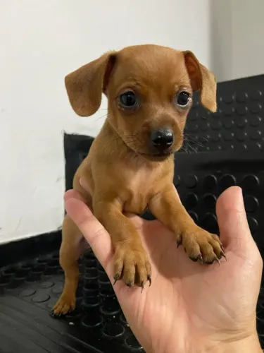 Filhote de Pinscher | Pequeno no Porte, Enorme no Amor