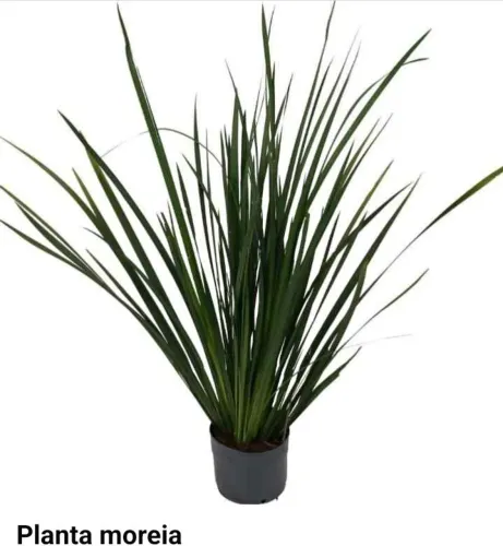Amoreia planta