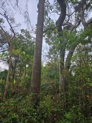 Vende-se fazenda na região de Porangatu-Go