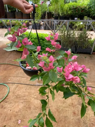Muda de bougainville pendente