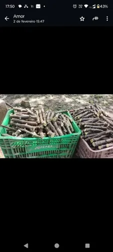 Vendo rama de mandioca BRS 429 e japonesinha