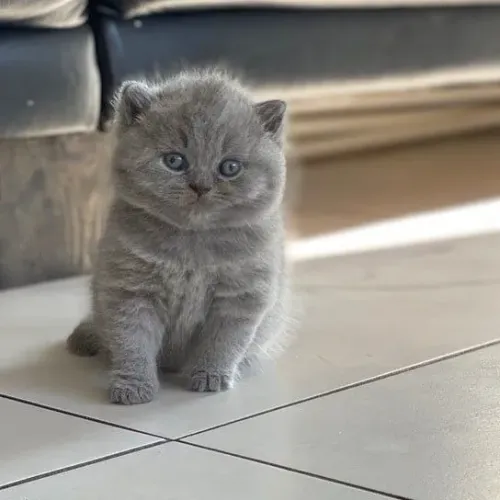 British Shorthair - Elegância e Carinho 