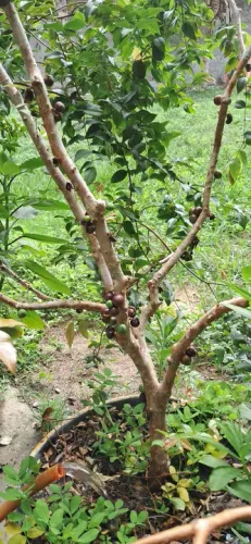 Mudas de JABUTICABEIRA