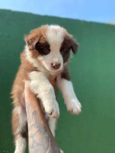 Border Collie Deu a Louca na Reborn pets, SUPER PROMOÇÂO Para aquisição imediata!