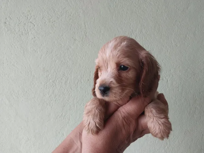 Lindos Filhotes de Cocker