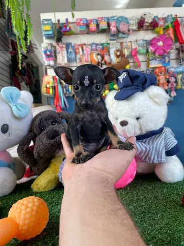 Pinscher fêmea $2.400,00
