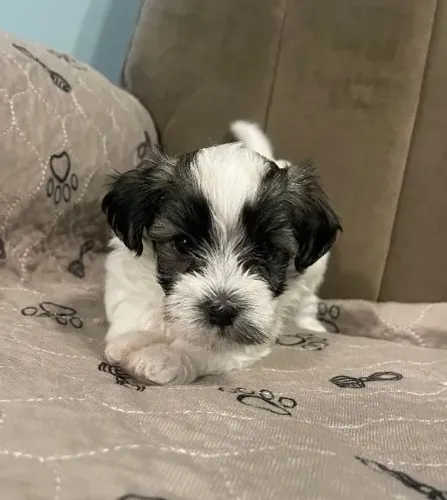Lhasa Apso de porte reduzido com pedigree e acompanhamento completo