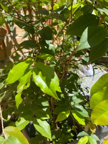 Pé de jaboticaba