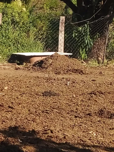 Esterco de gado puro 