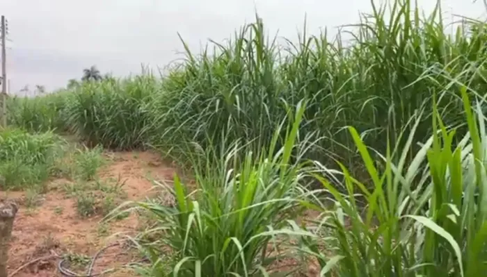 Capim Elefante Gigante CAPIAÇU VENDO MUDAS 