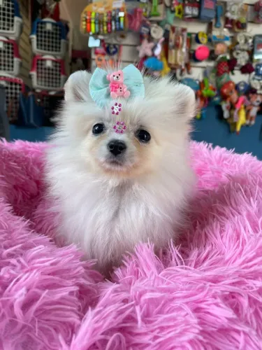 Spitz alemão fêmea com laço de urso 