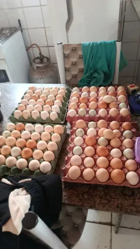 Ovos GSB frescos e selecionados