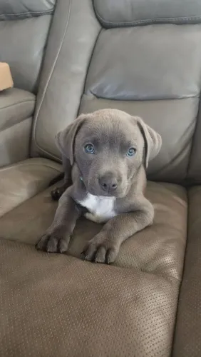 Filhote de Pitbull encantador cinza e olhos claros 