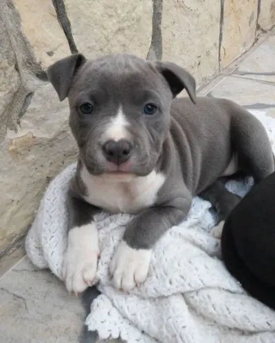 Pitbull Filhotes Adoráveis na Cor Cinza