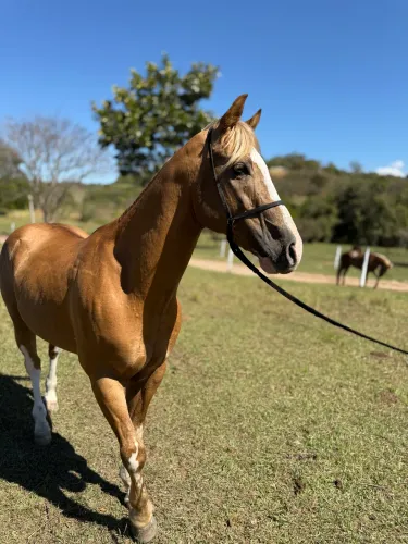 Cavalo Qm paint horse registrado