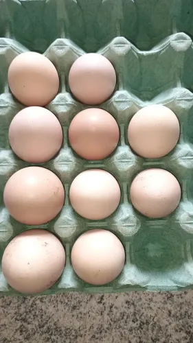 Ovos galados de Gris Cendre puro 