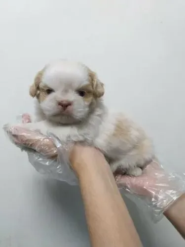 Shih Tzu fêmeas e machos disponíveis a pronta entrega, informações 11.949.33.76.34